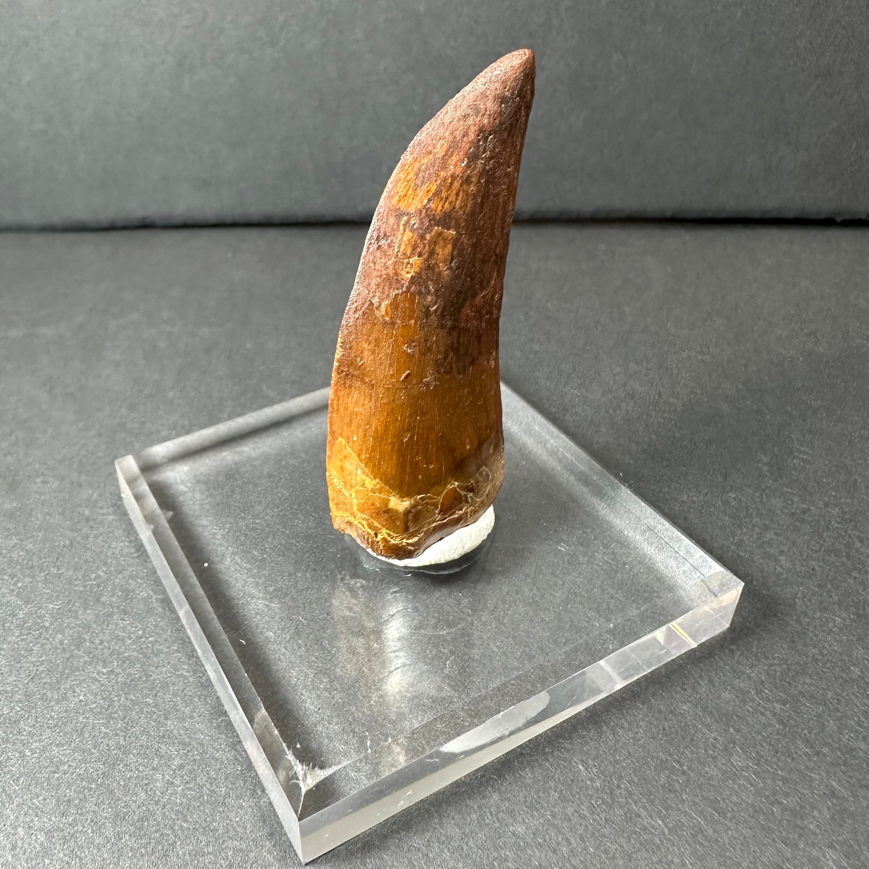 Carcharodontosaurus Tooth 2" from Morocco | Fossils | Wiccan Center