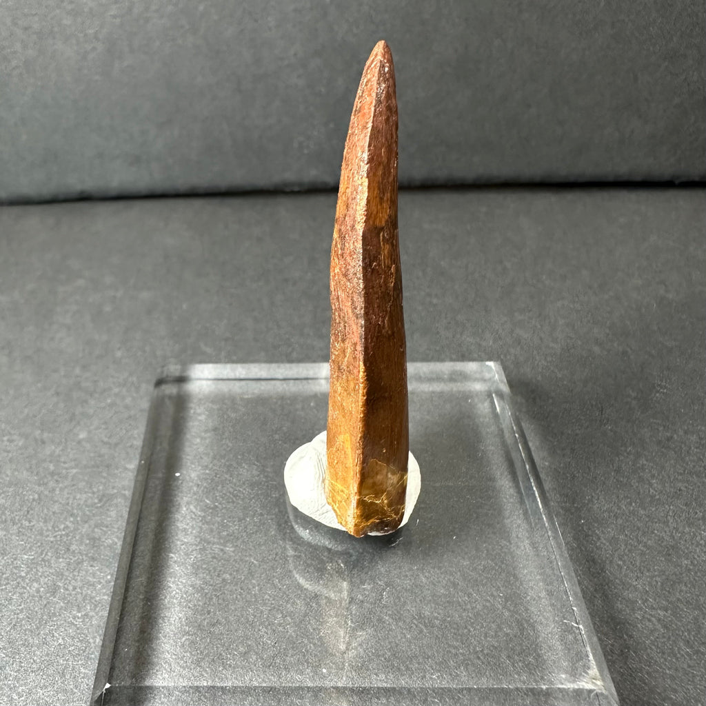 Carcharodontosaurus Tooth 2" from Morocco | Fossils | Wiccan Center