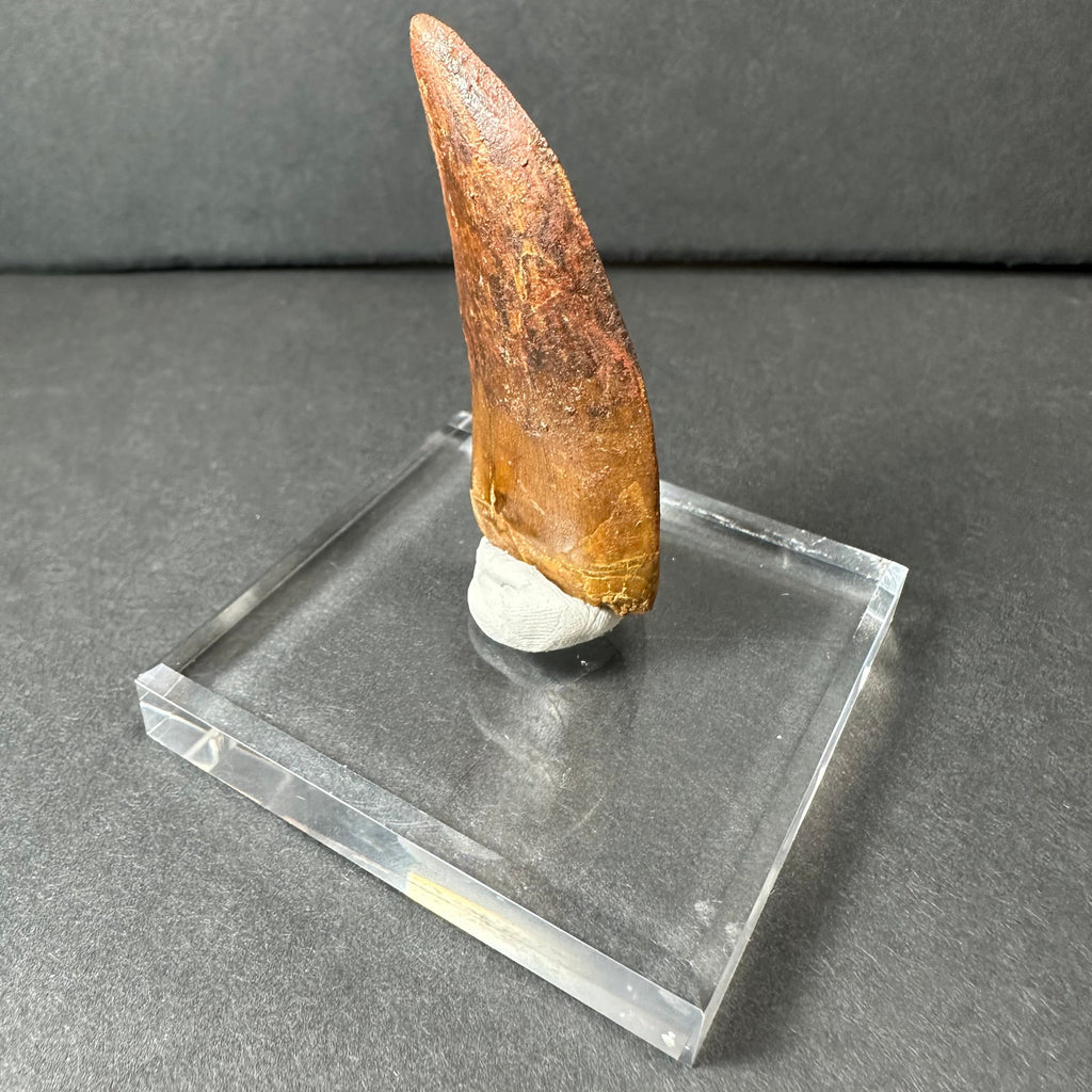 Carcharodontosaurus Tooth 2" from Morocco | Fossils | Wiccan Center