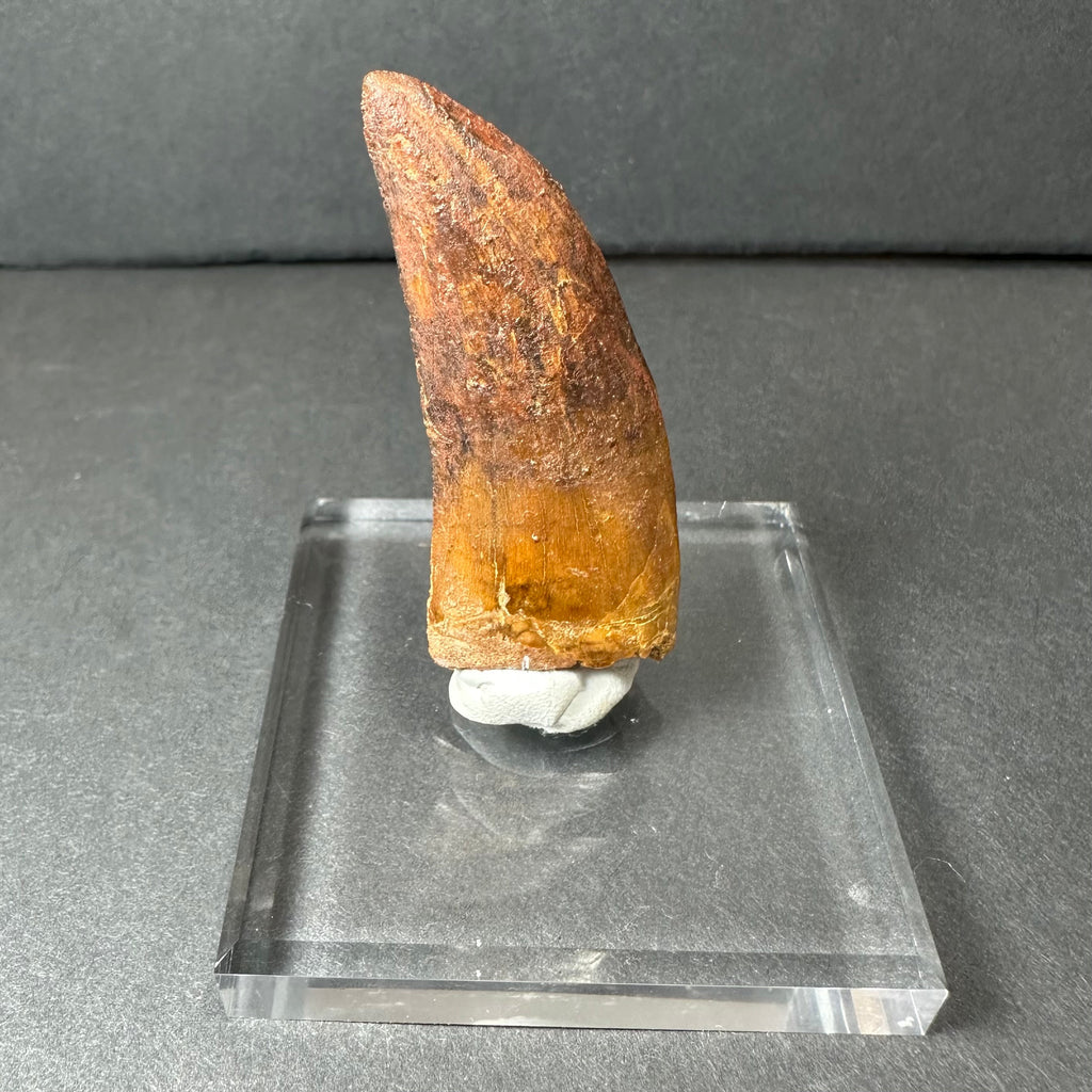 Carcharodontosaurus Tooth 2" from Morocco | Fossils | Wiccan Center