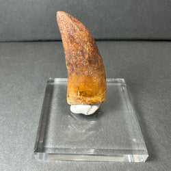 Carcharodontosaurus Tooth 2" from Morocco | Fossils | Wiccan Center