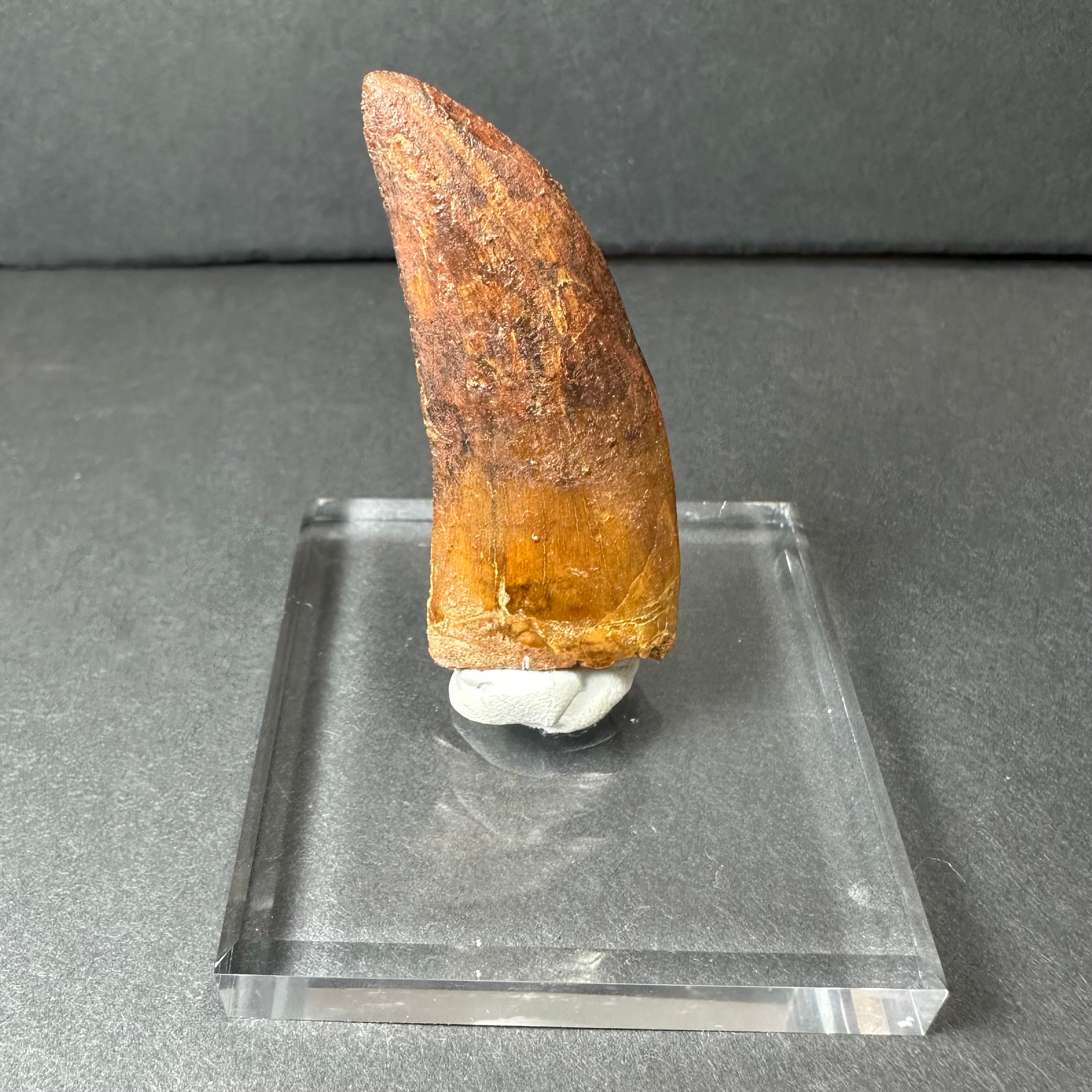 Carcharodontosaurus Tooth 2" from Morocco | Fossils | Wiccan Center