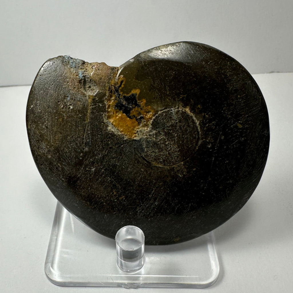 Ammonite Fossil from Morocco | Fossils | Wiccan Center