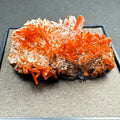 Crocoite on Matrix Adelaide Mine, Dundas, Tasmania, Australia | Minerals | Wiccan Center