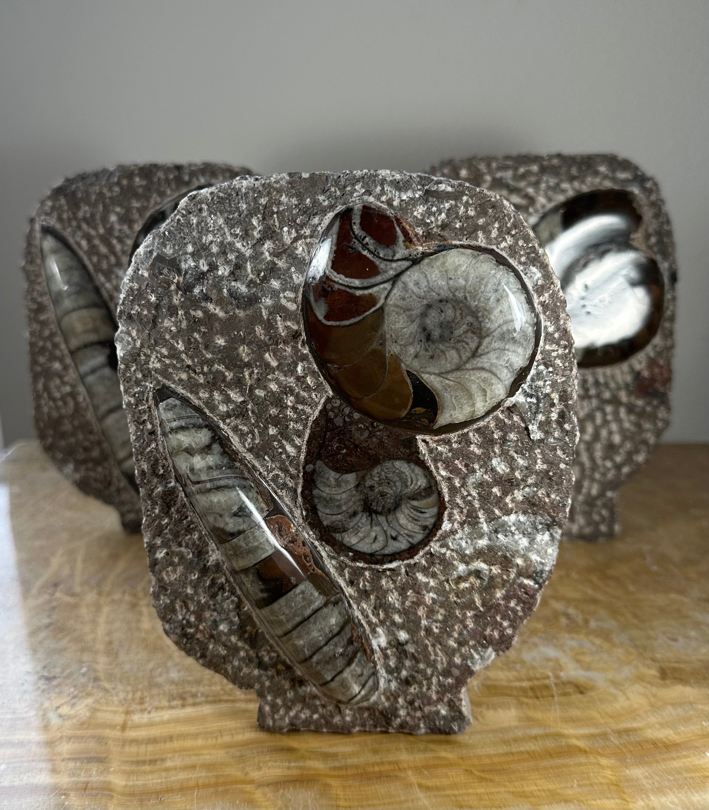 Ammonite Fossils in Matrix Sculpture | Fossils | Wiccan Center