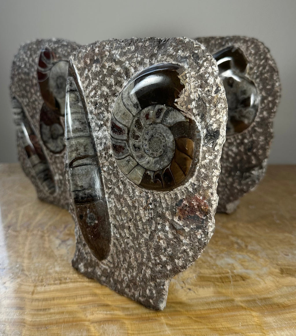 Ammonite Fossils in Matrix Sculpture | Fossils | Wiccan Center