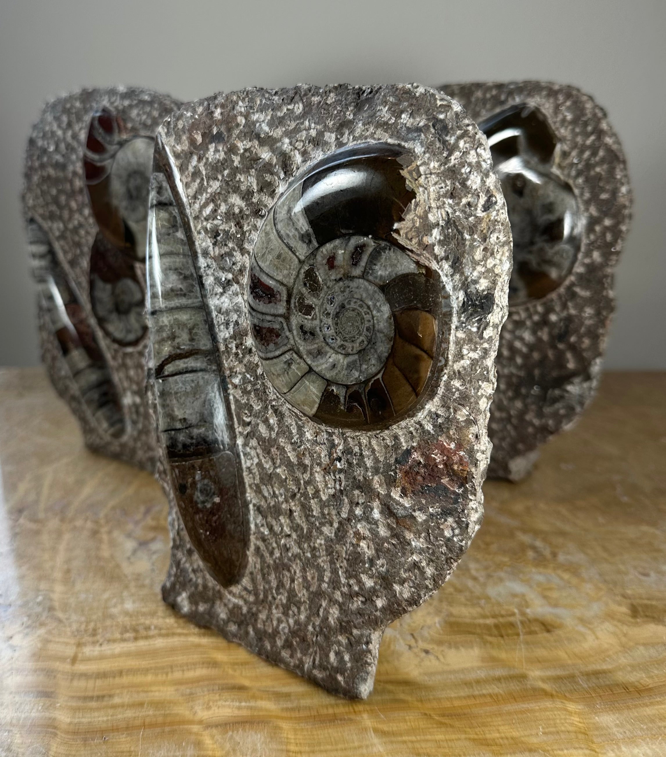 Ammonite Fossils in Matrix Sculpture | Fossils | Wiccan Center