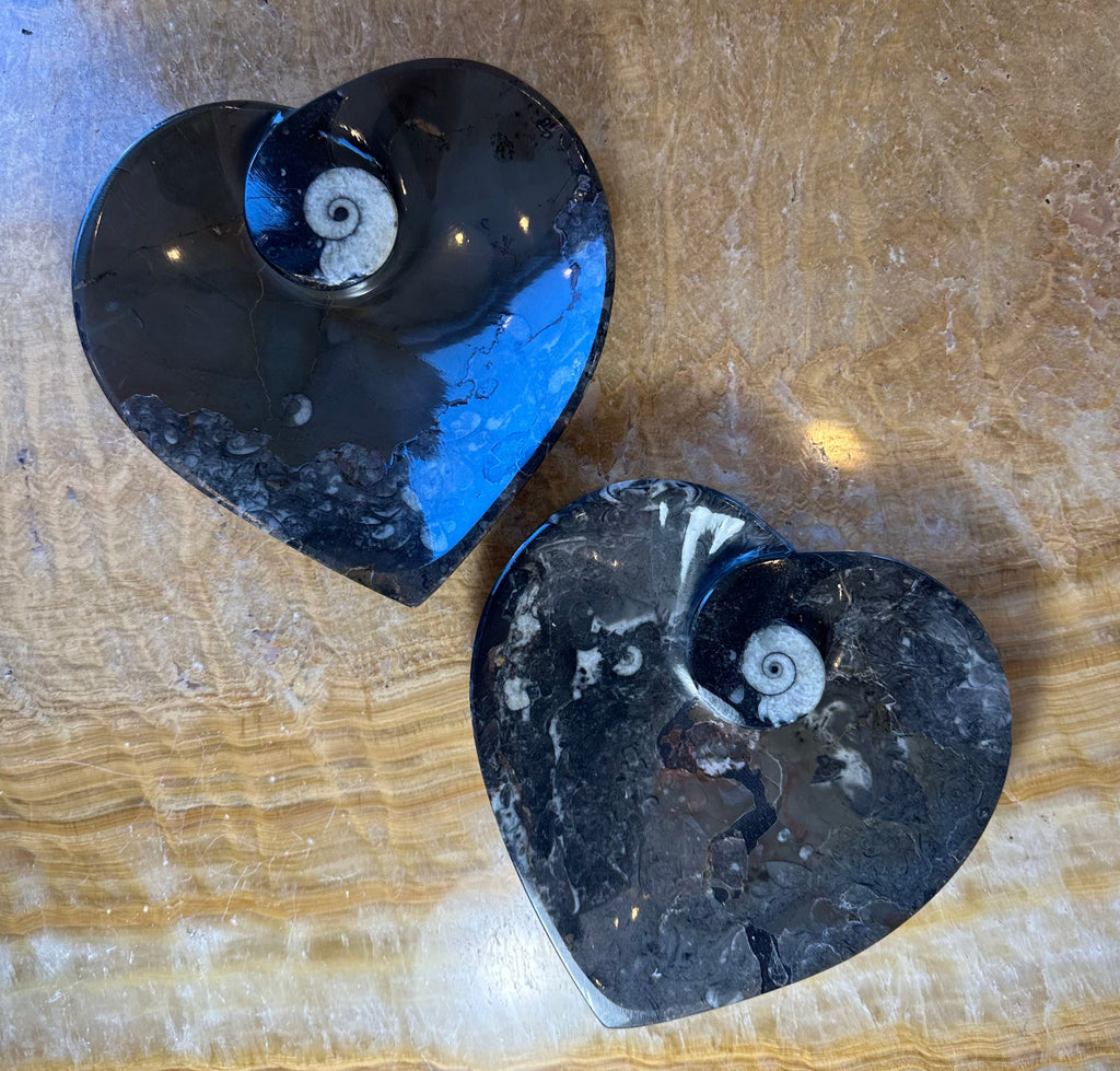 Ammonite & Orthoceras Fossils in Black Limestone Plate | Fossils | Wiccan Center