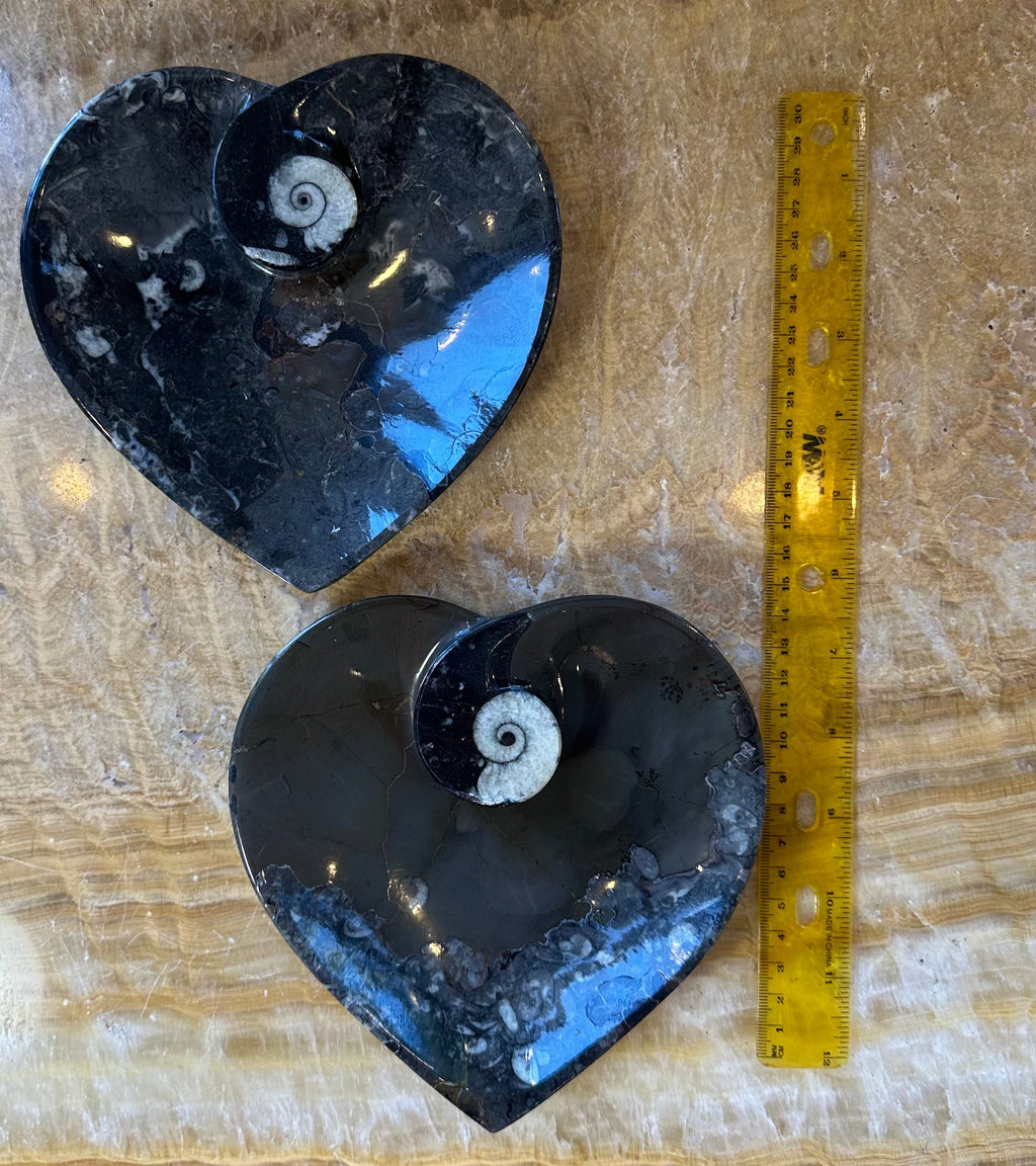 Ammonite & Orthoceras Fossils in Black Limestone Plate | Fossils | Wiccan Center