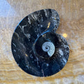Ammonite & Orthoceras Fossils in Black Limestone Plate | Fossils | Wiccan Center