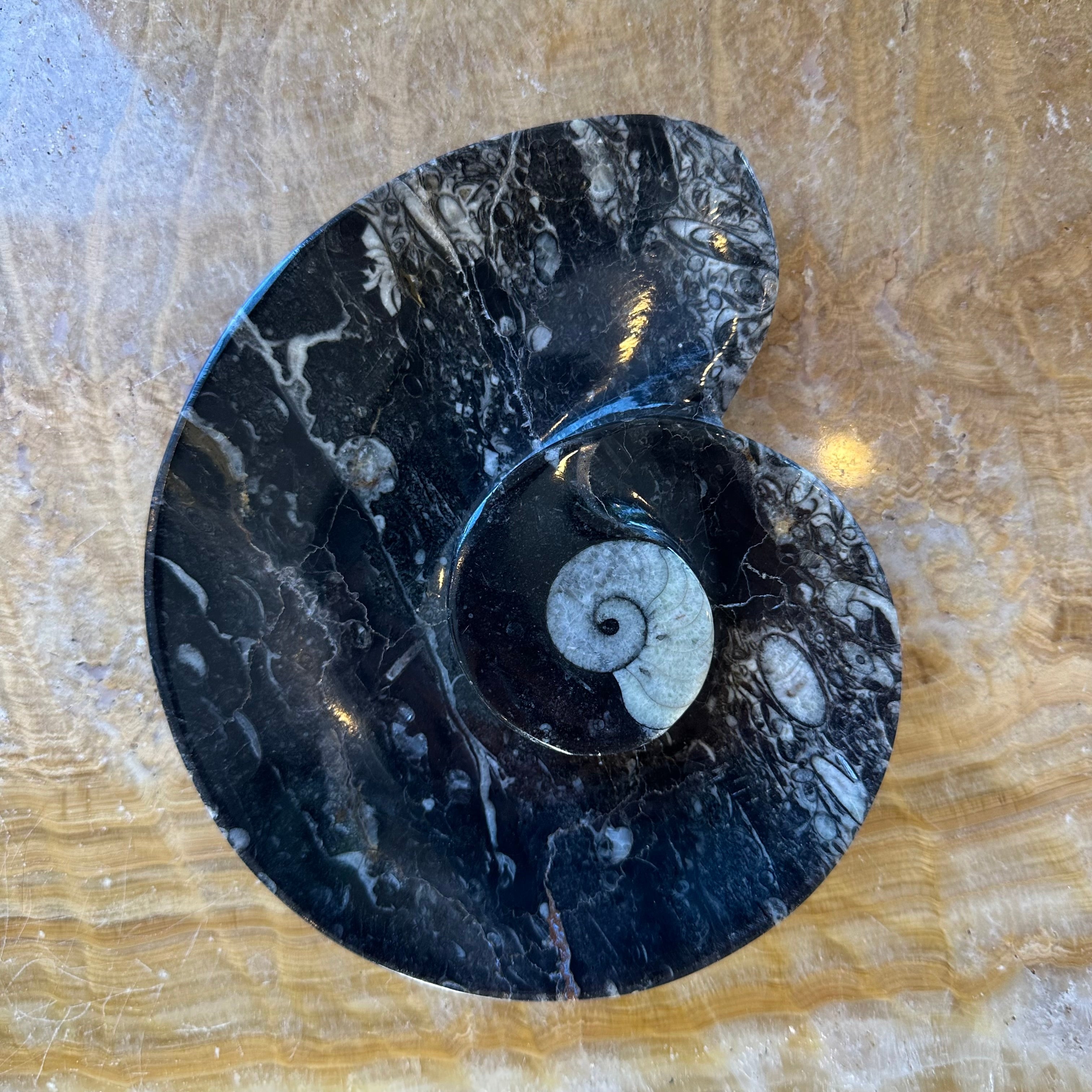 Ammonite & Orthoceras Fossils in Black Limestone Plate | Fossils | Wiccan Center