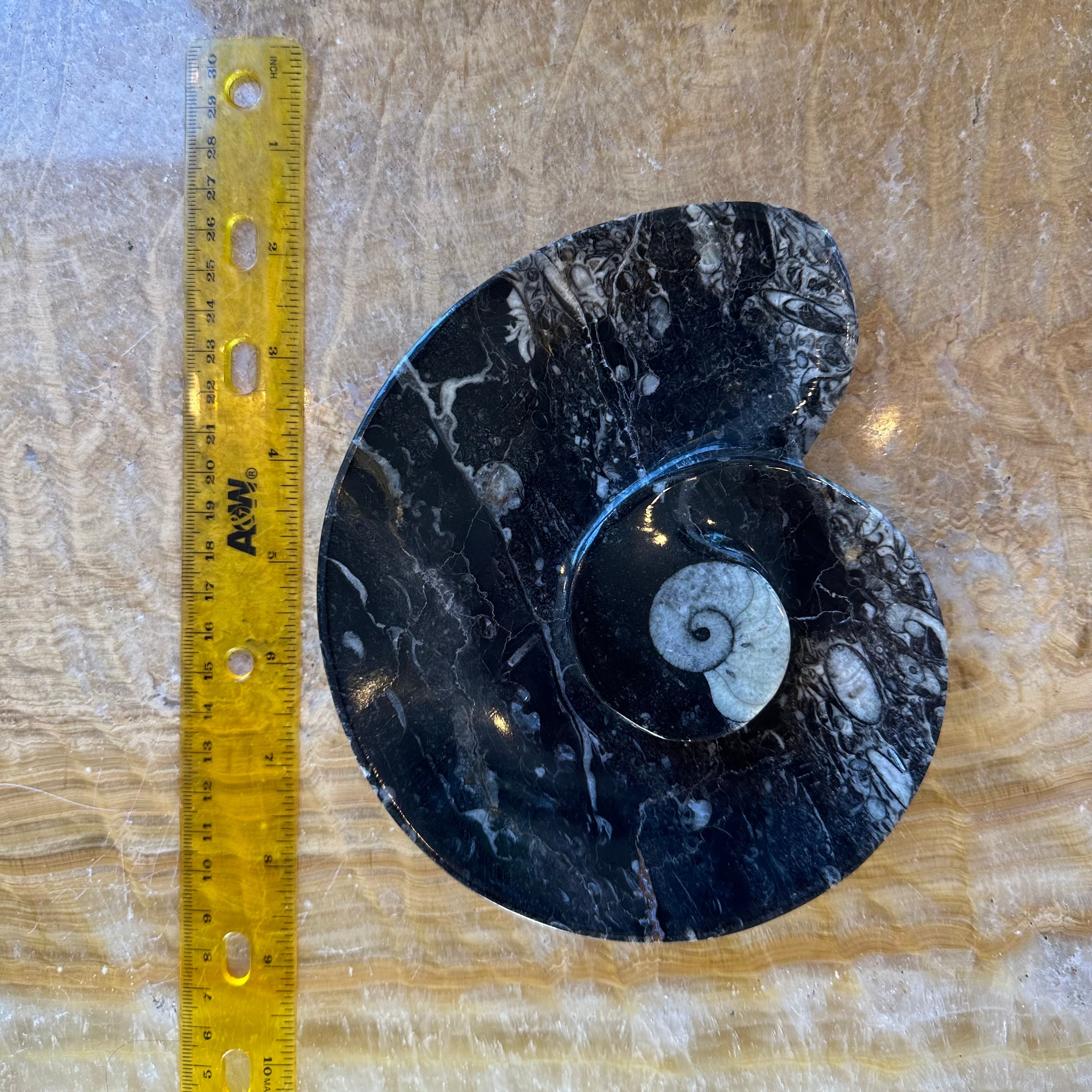 Ammonite & Orthoceras Fossils in Black Limestone Plate | Fossils | Wiccan Center