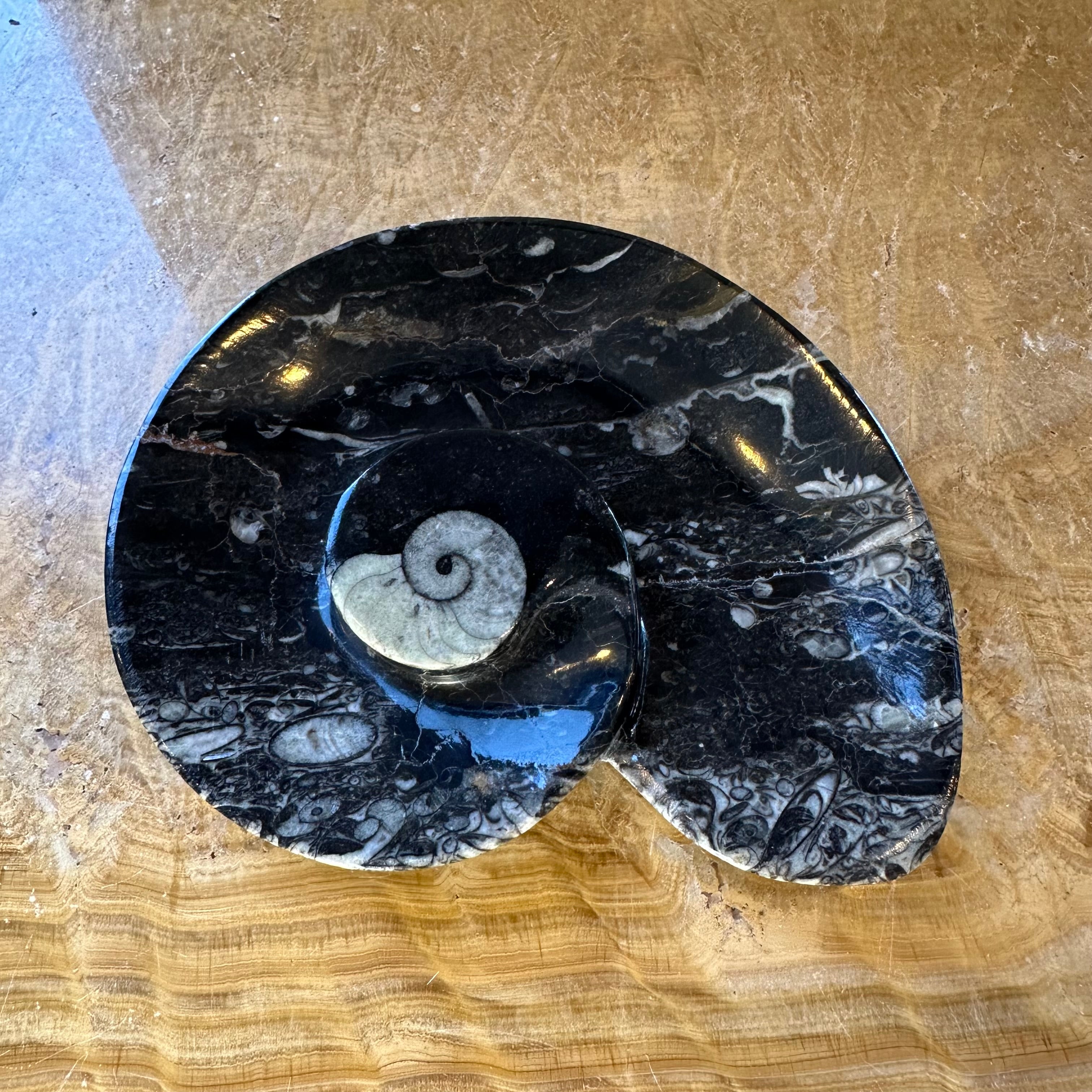 Ammonite & Orthoceras Fossils in Black Limestone Plate | Fossils | Wiccan Center
