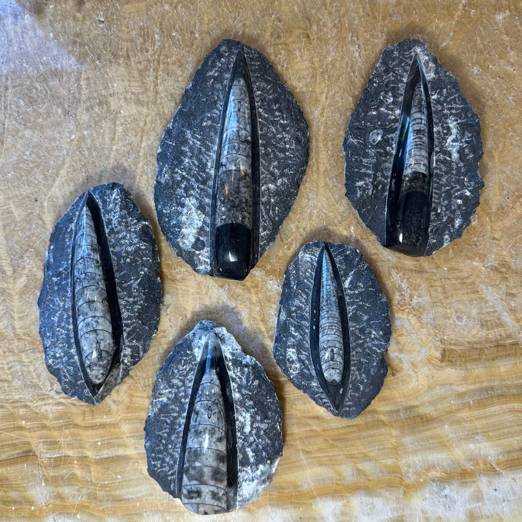 Orthoceras Fossil in Black Limestone | Fossils | Wiccan Center