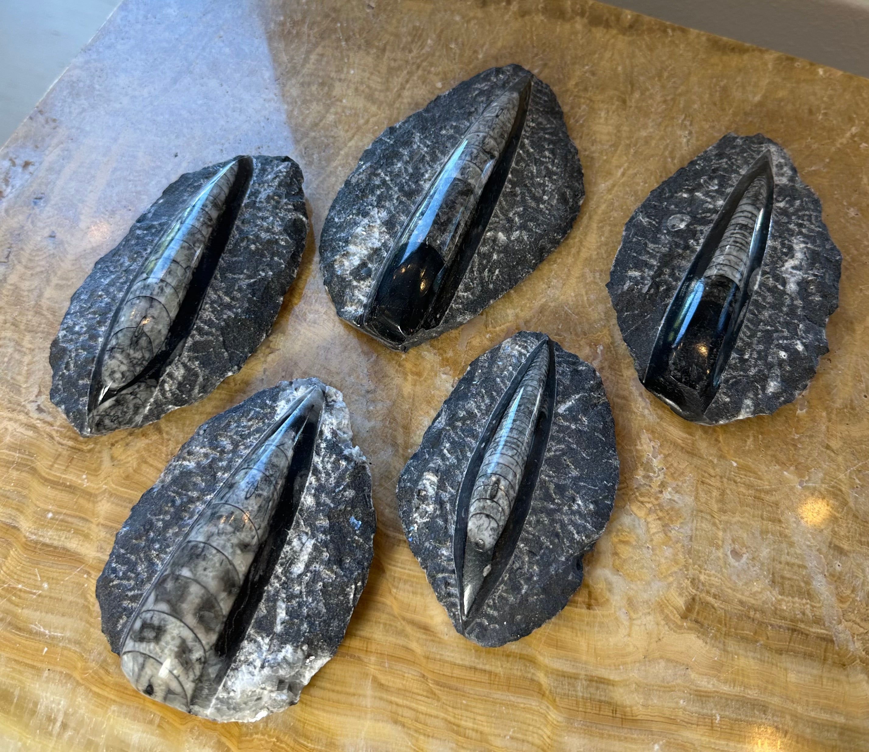 Orthoceras Fossil in Black Limestone | Fossils | Wiccan Center