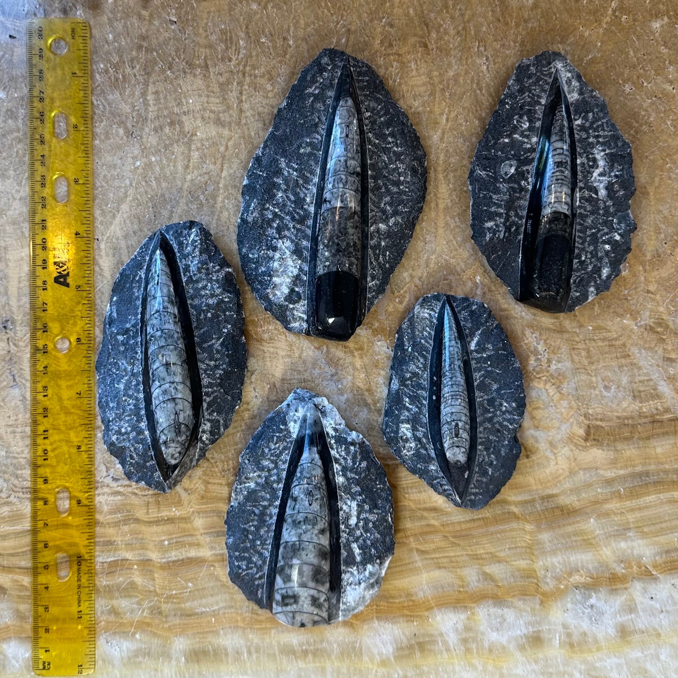 Orthoceras Fossil in Black Limestone | Fossils | Wiccan Center