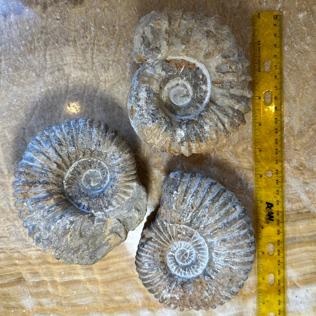 Ammonite Fossil from Morocco | Fossils | Wiccan Center
