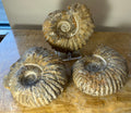 Ammonite Fossil from Morocco | Fossils | Wiccan Center