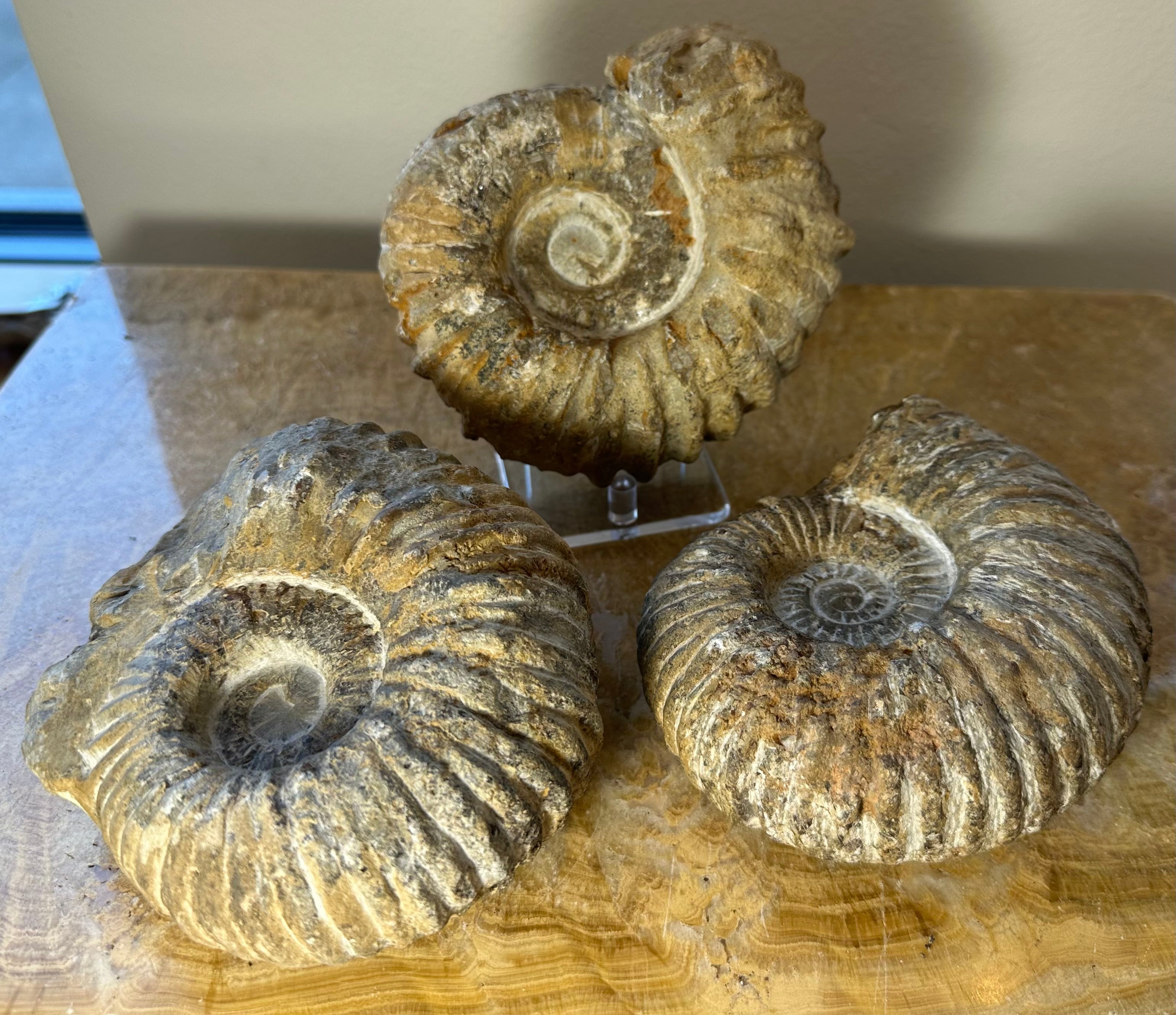Ammonite Fossil from Morocco | Fossils | Wiccan Center