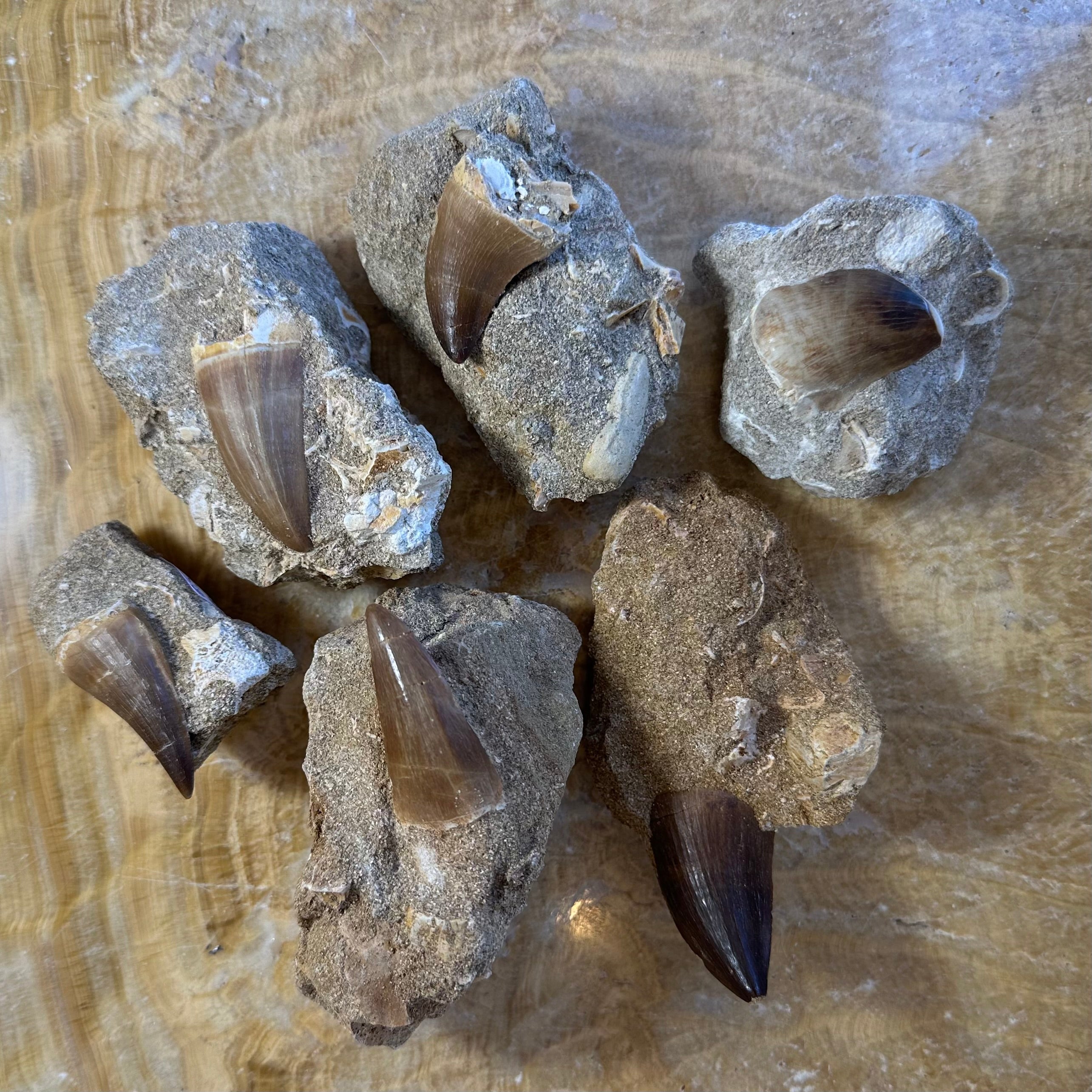 Mosasaur Tooth Fossil on Matrix from Morocco | Fossils | Wiccan Center