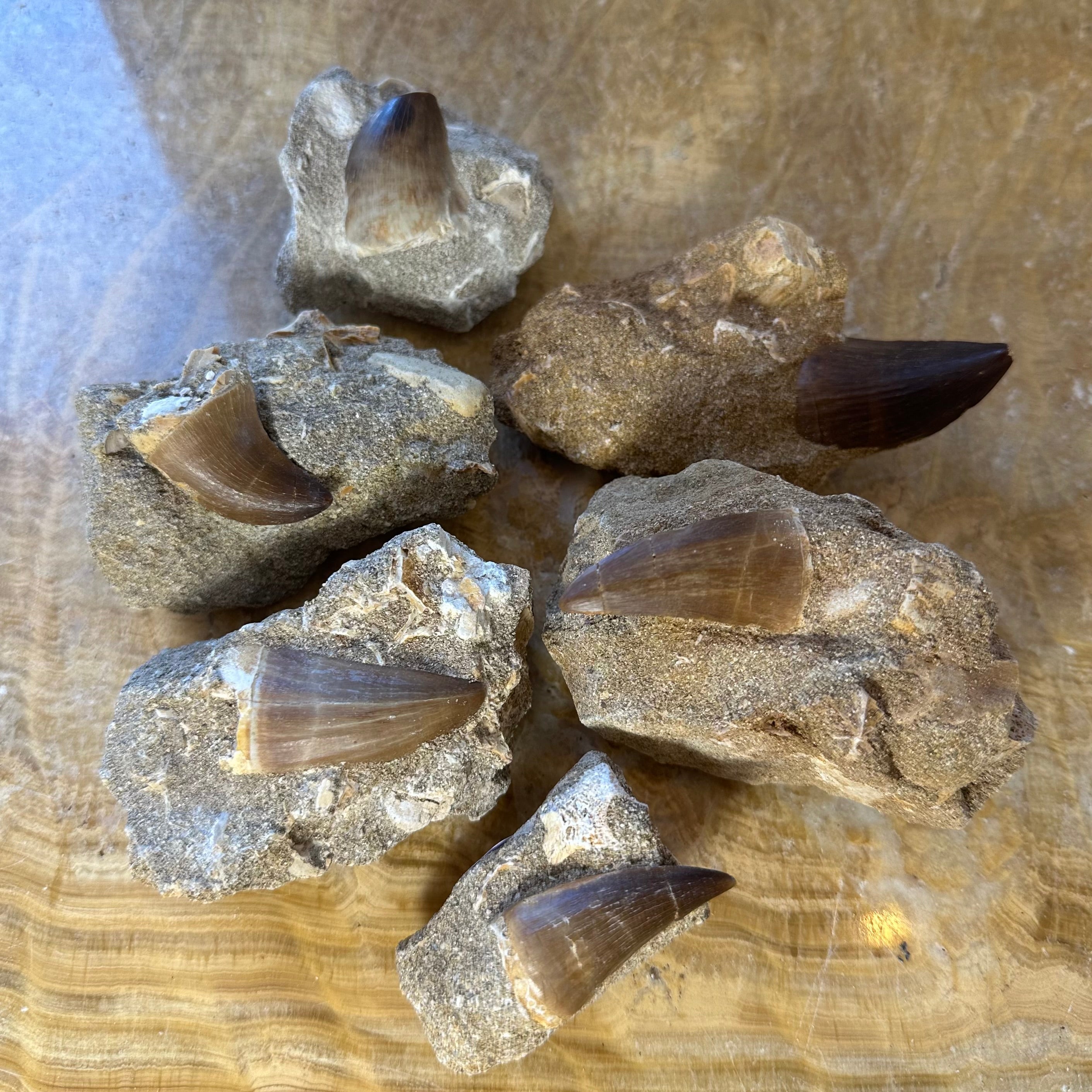 Mosasaur Tooth Fossil on Matrix from Morocco | Fossils | Wiccan Center