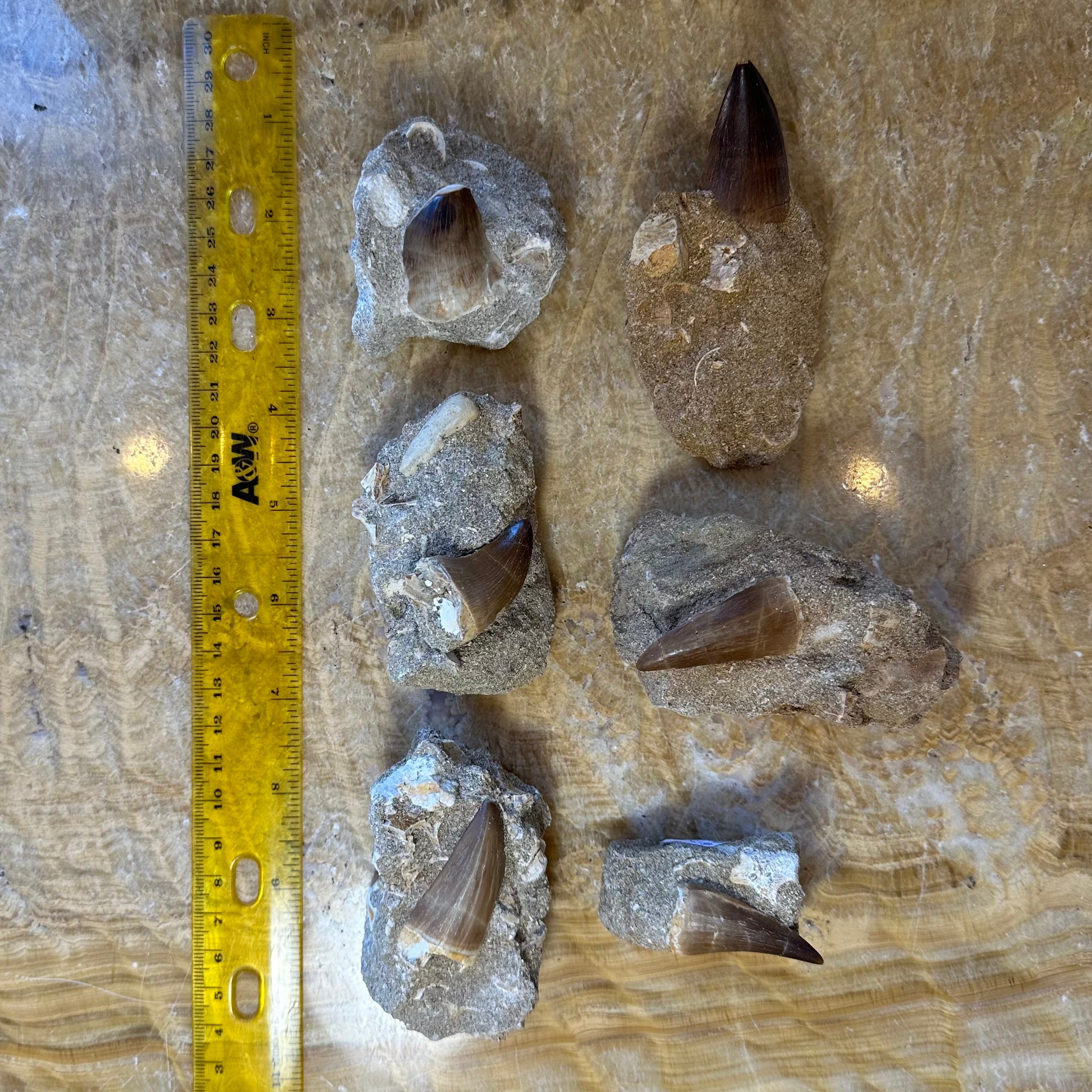 Mosasaur Tooth Fossil on Matrix from Morocco | Fossils | Wiccan Center