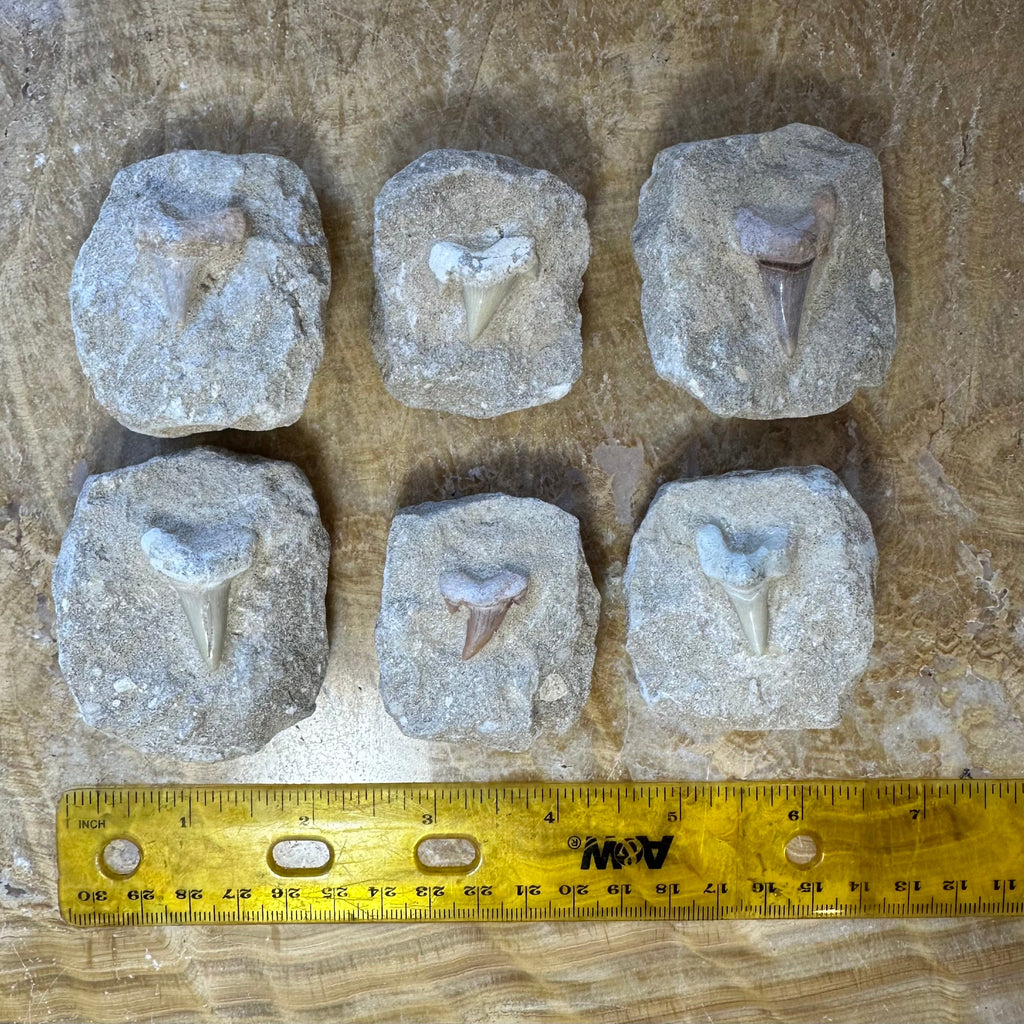 Otodus Obliquus Shark Tooth Fossil on Matrix | Fossils | Wiccan Center