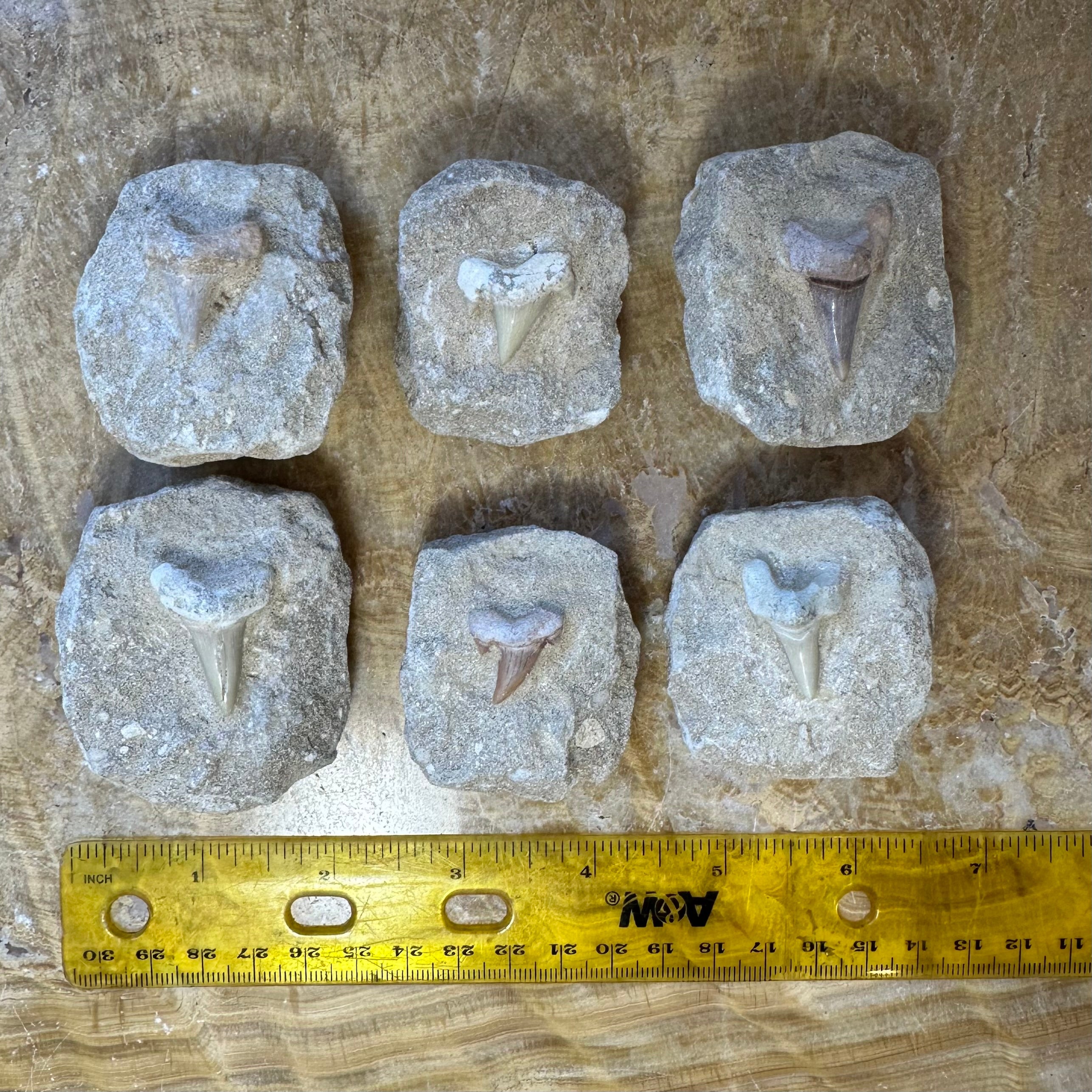Otodus Obliquus Shark Tooth Fossil on Matrix | Fossils | Wiccan Center