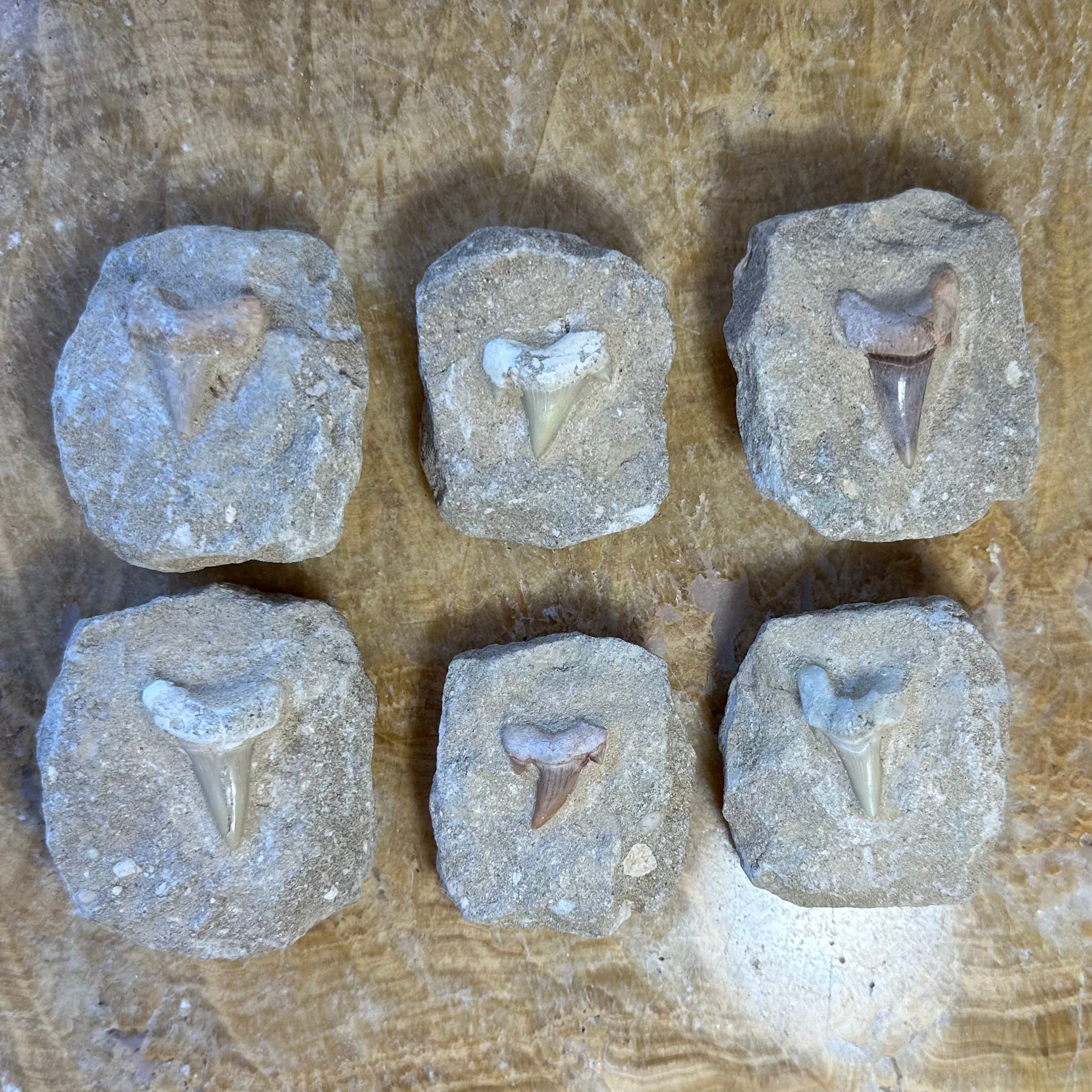 Otodus Obliquus Shark Tooth Fossil on Matrix | Fossils | Wiccan Center