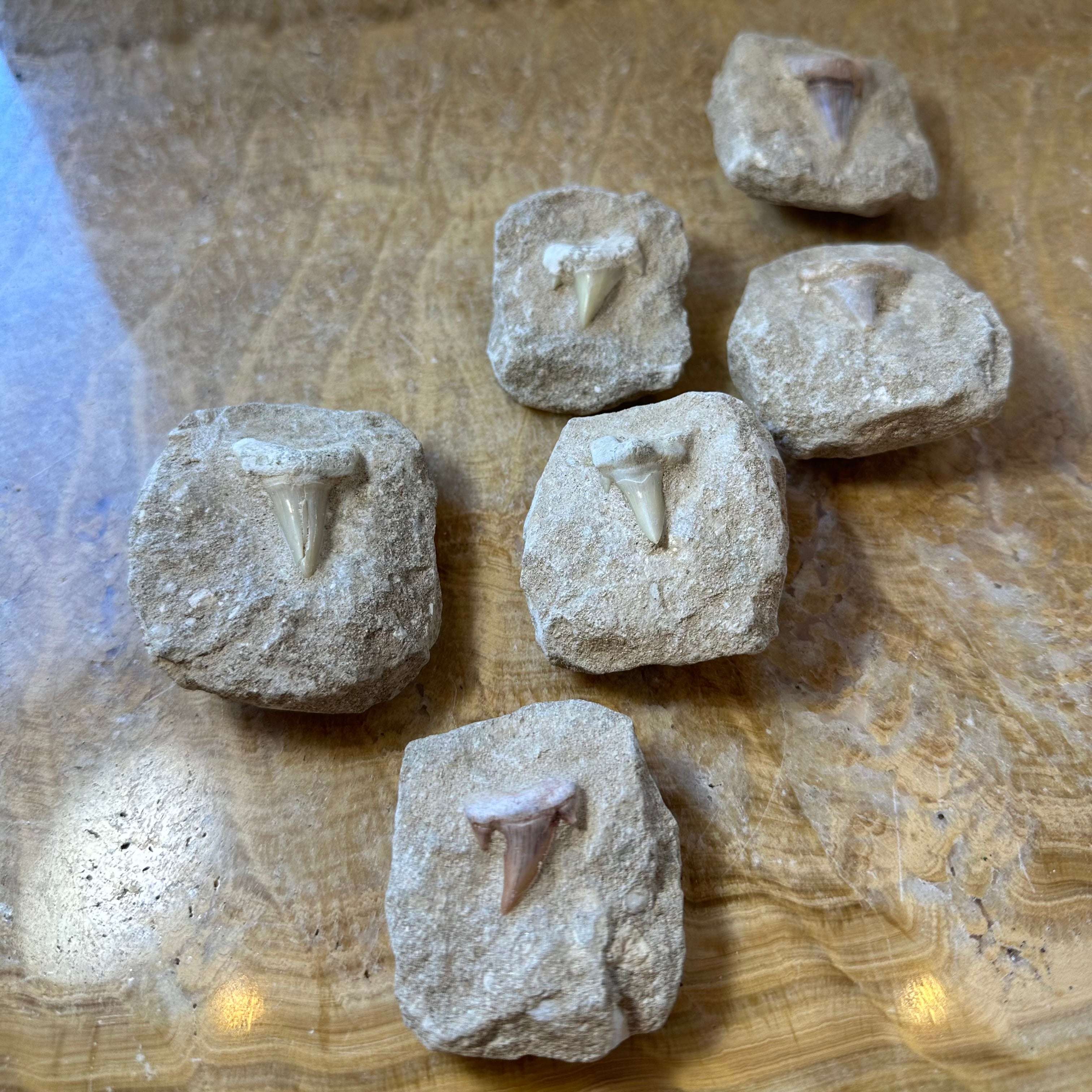 Otodus Obliquus Shark Tooth Fossil on Matrix | Fossils | Wiccan Center