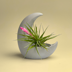 YOUNG MOON AIR PLANT HOLDER | Planter | Wiccan Center