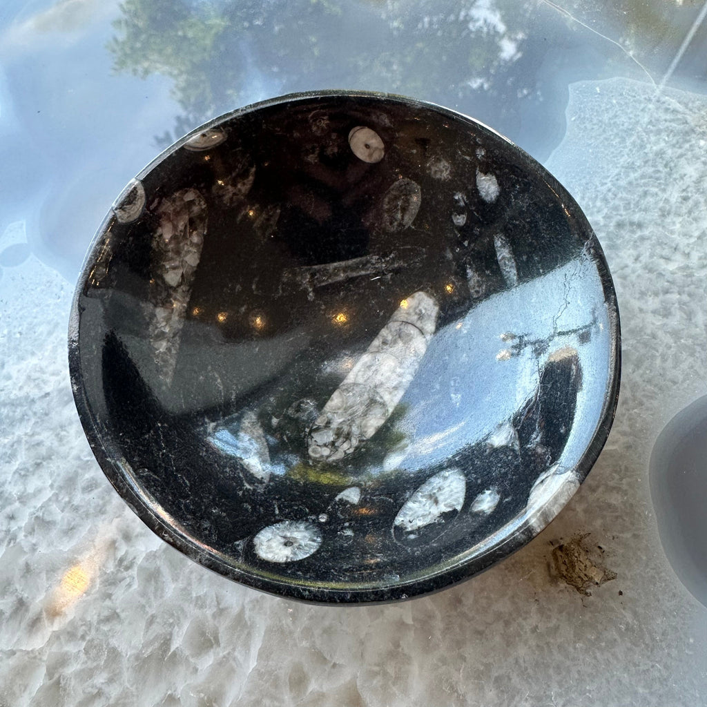 Orthoceras Fossils in Black Limestone Bowl from Atlas Mountains, Morocco | Lapidary | Wiccan Center