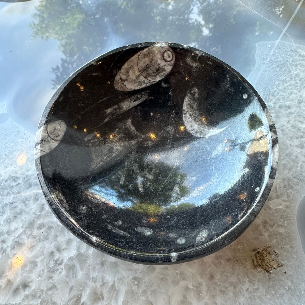 Orthoceras Fossils in Black Limestone Bowl from Atlas Mountains, Morocco | Lapidary | Wiccan Center
