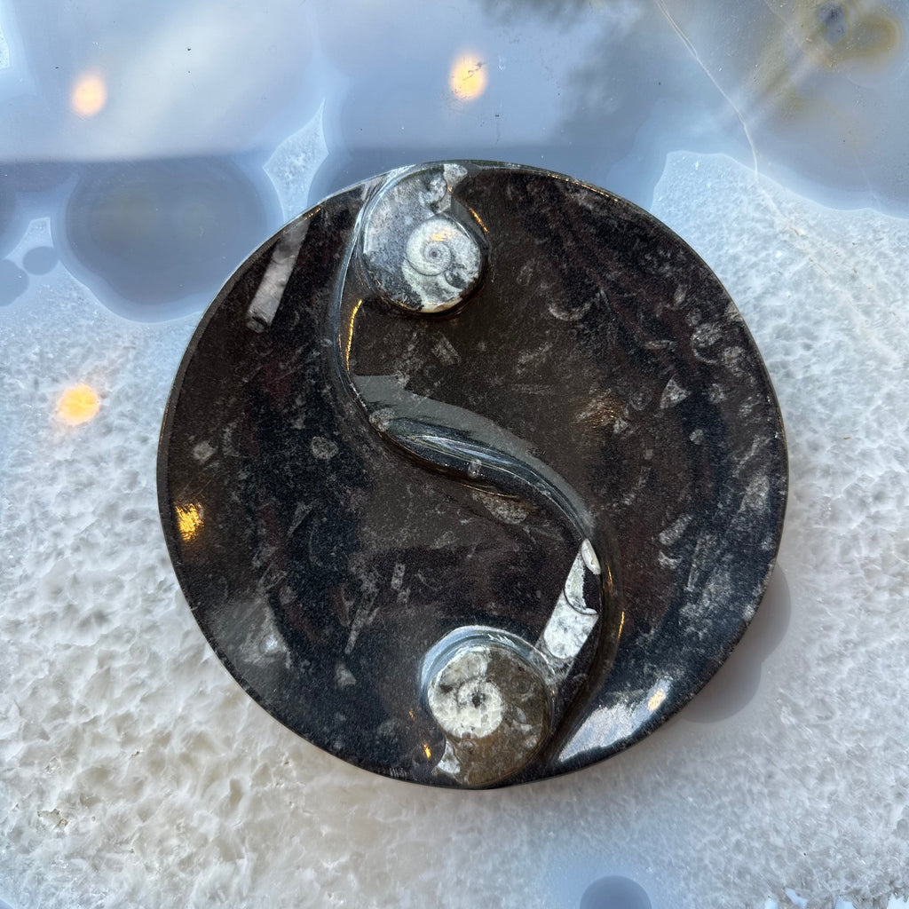 Goniatite & Orthoceras Fossils in Black Limestone Polished Yin-Yang Plate from Morocco | Fossils | Wiccan Center