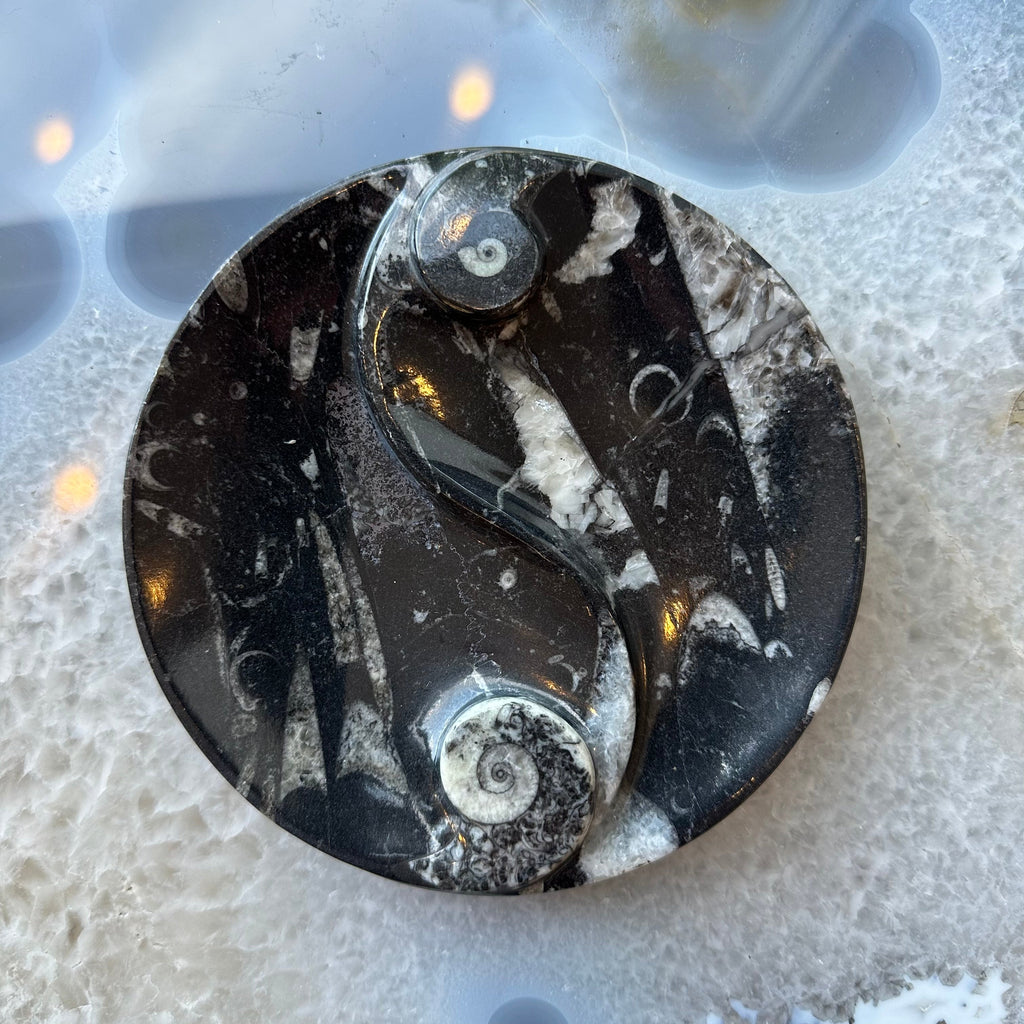 Goniatite & Orthoceras Fossils in Black Limestone Polished Yin-Yang Plate from Morocco | Fossils | Wiccan Center