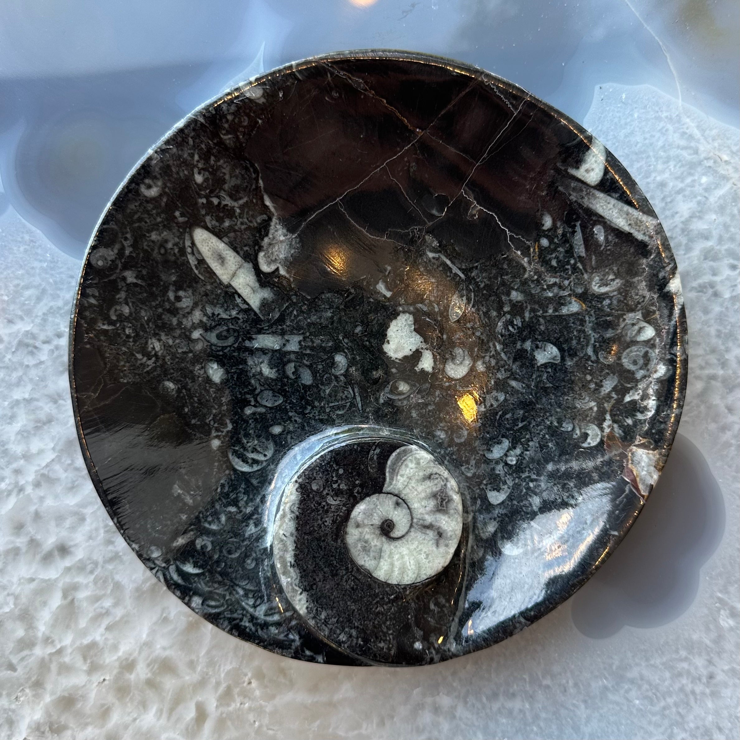 Ammonite & Orthoceras Fossils in Black Limestone Plate | Fossils | Wiccan Center