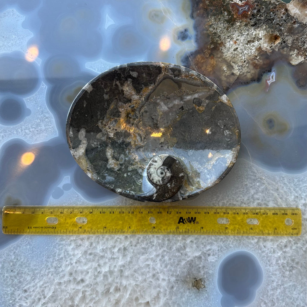Ammonite & Orthoceras Fossils in Black Limestone Plate | Fossils | Wiccan Center