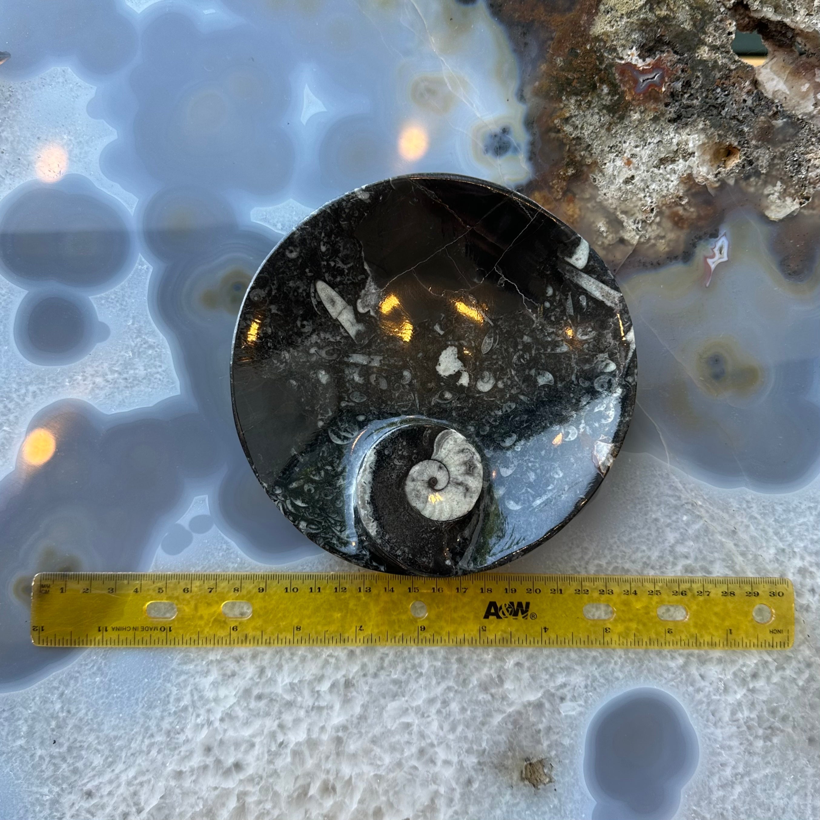 Ammonite & Orthoceras Fossils in Black Limestone Plate | Fossils | Wiccan Center