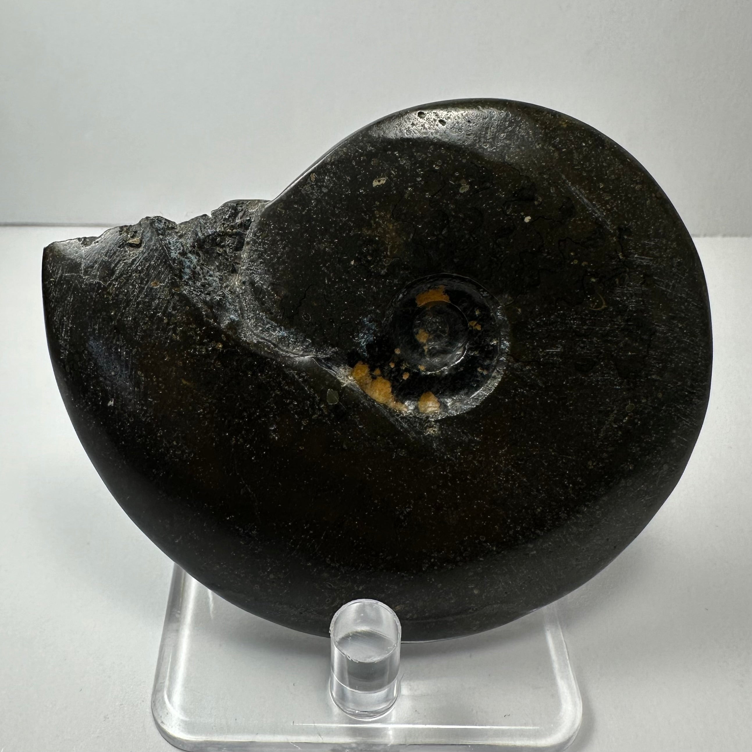 Ammonite Fossil from Morocco | Fossils | Wiccan Center