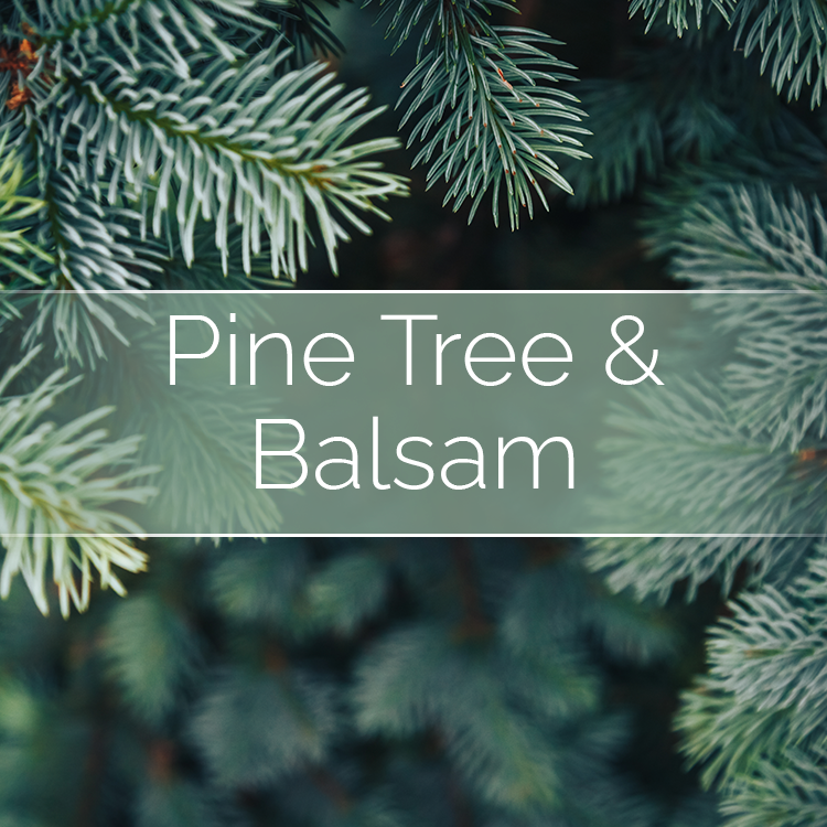 Pine Tree & Balsam - Candle Making Kit | Candles | Wiccan Center