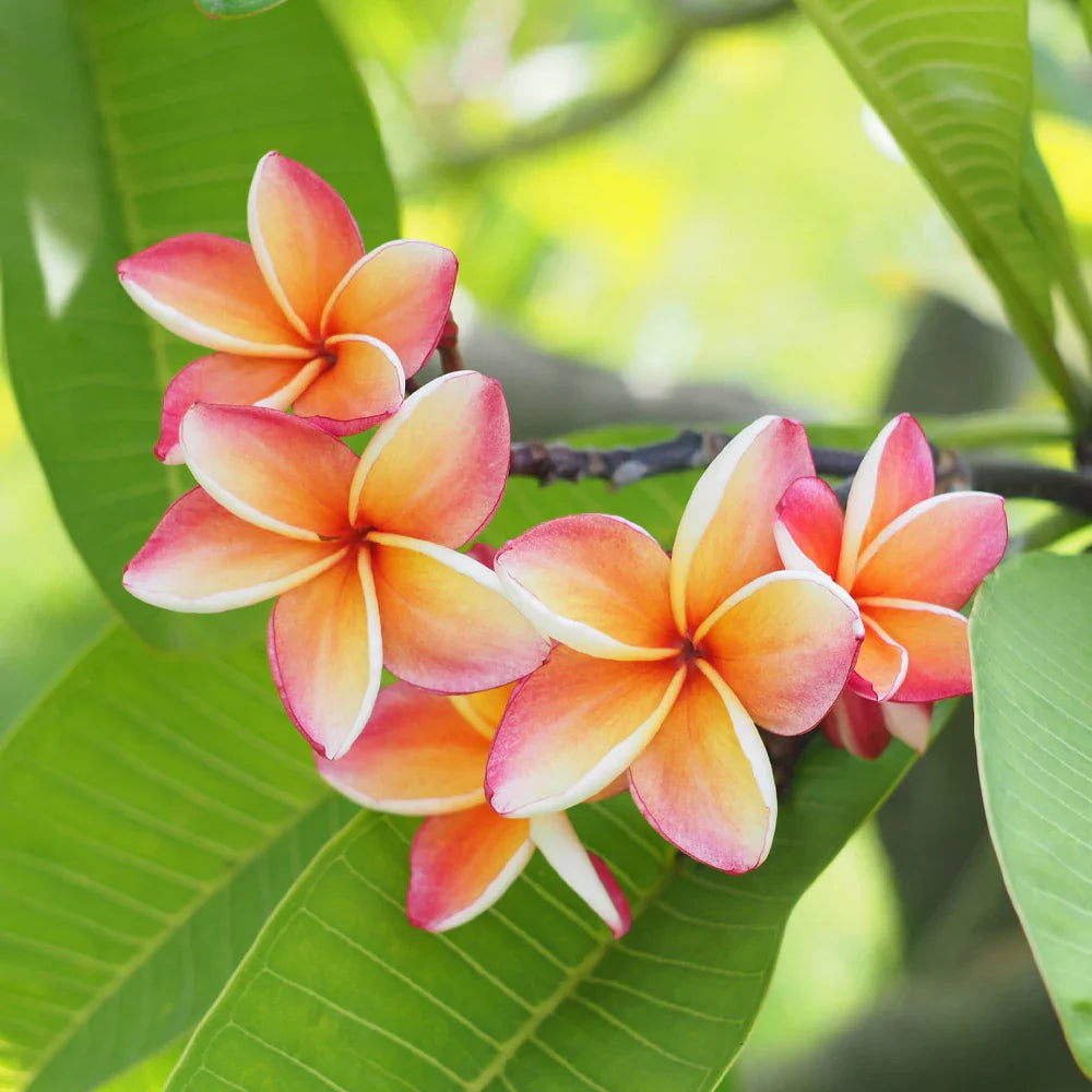 Plumeria - ROOM & LINEN SPRAY -- by Moon Water Apothecary! | | Wiccan Center