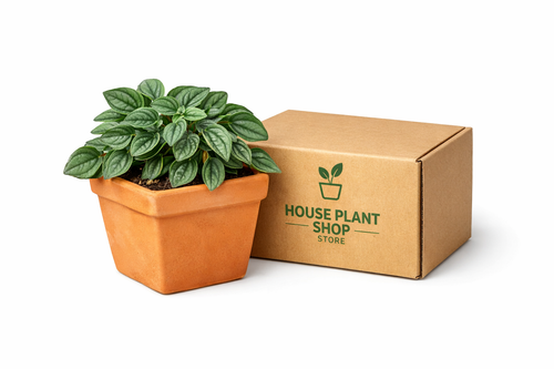 1 Pre-Potted Subscription Box | 4" Plant | Wiccan Center