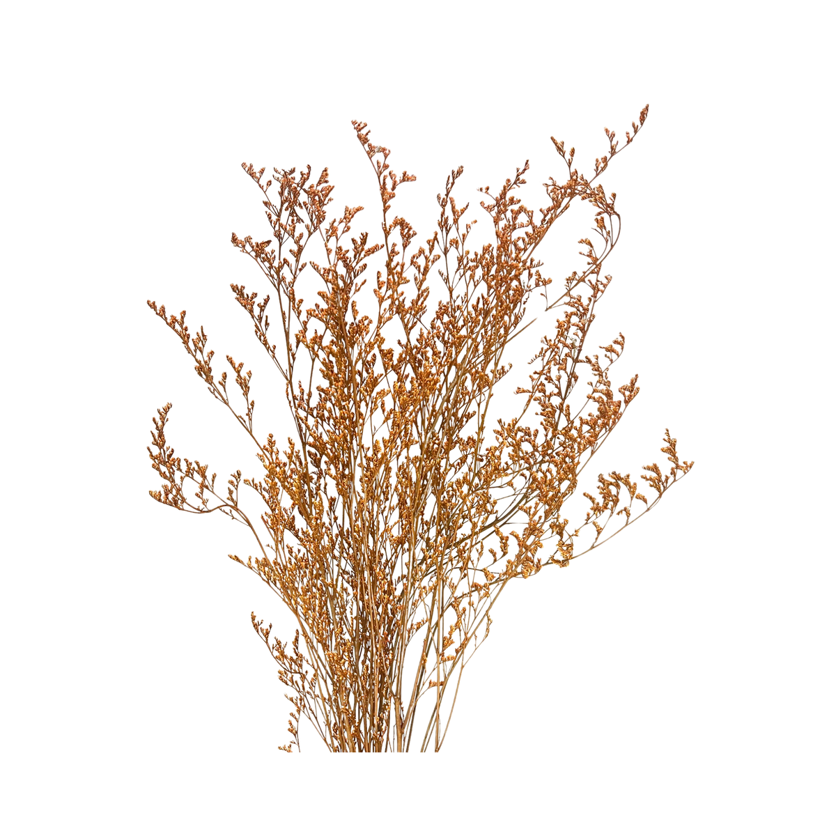 Preserved Limonium Caspia Flowers - Terracotta Orange