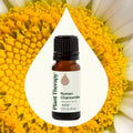 Plant Therapy Roman Chamomile Essential Oil 10 Ml