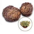 Jericho Flowers - Large | Jericho Flowers | Wiccan Center