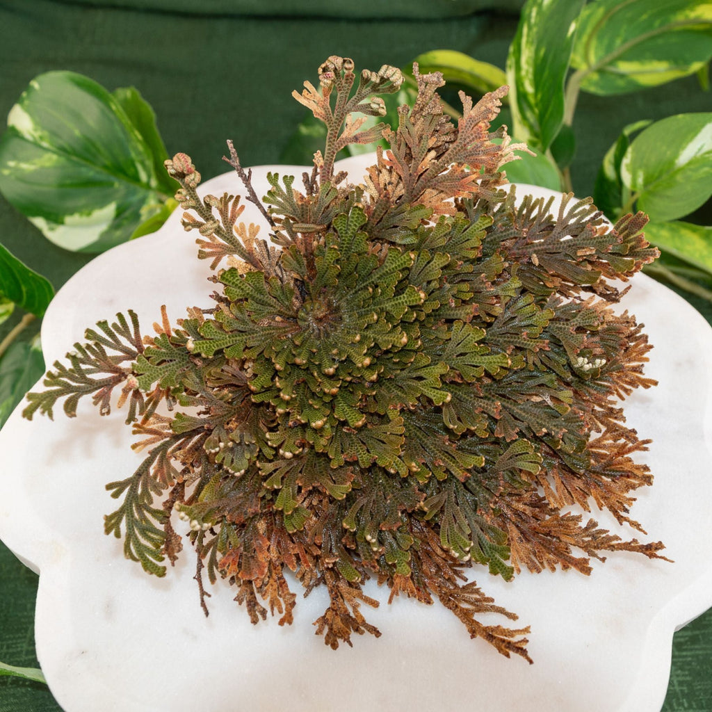 Rose of Jericho Flower | | Wiccan Center