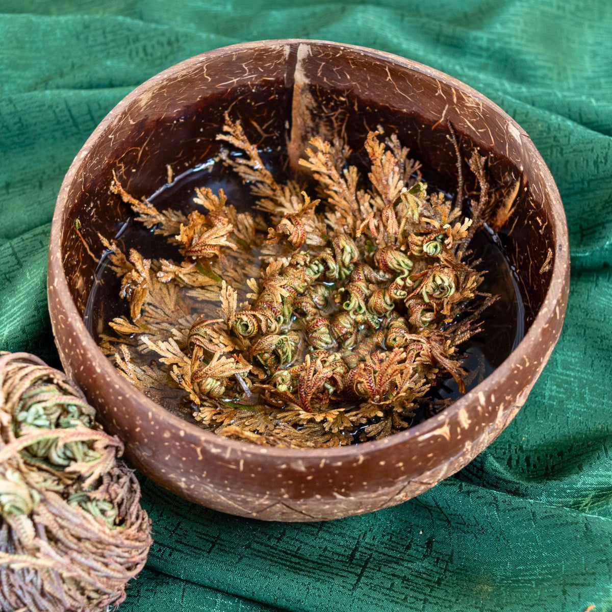 Rose of Jericho Flower | | Wiccan Center
