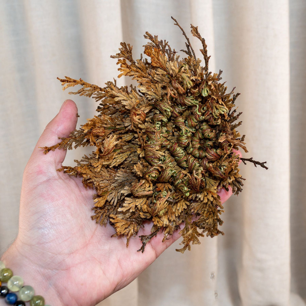 Rose of Jericho Flower | | Wiccan Center