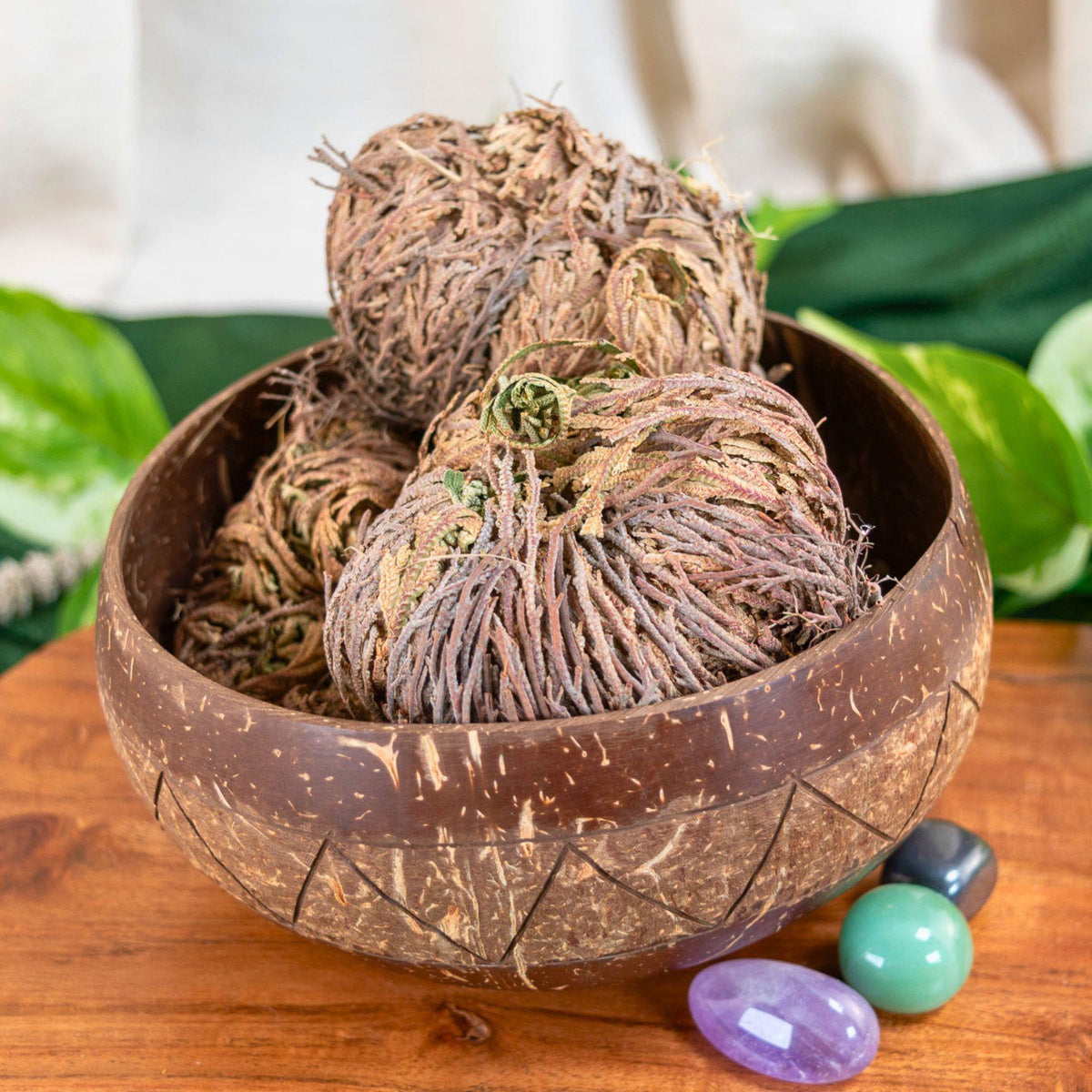 Rose of Jericho Flower | | Wiccan Center