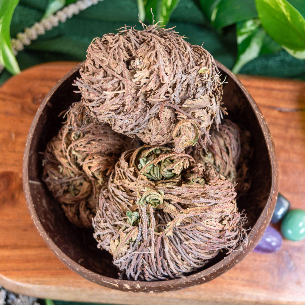 Rose of Jericho Flower | | Wiccan Center